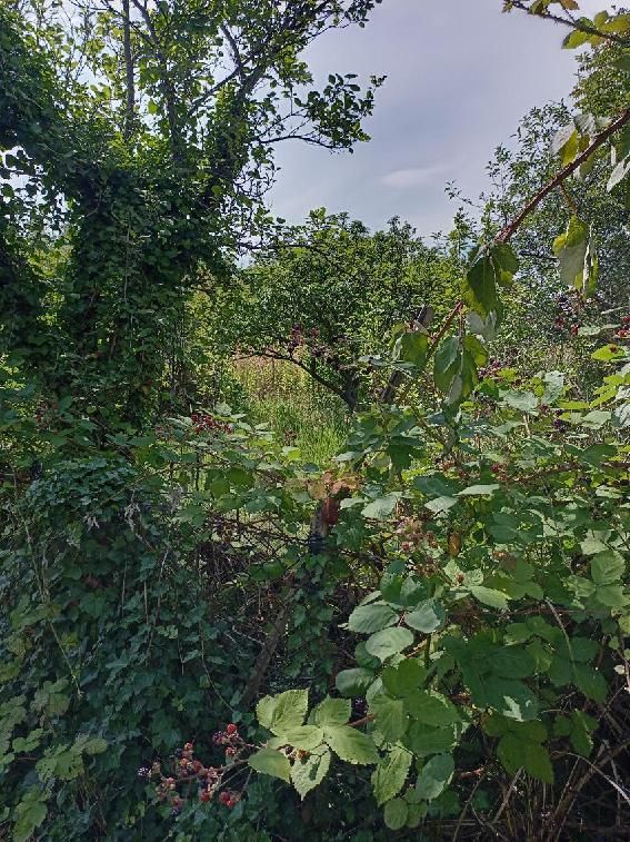 Działka rod Wrocław Fabryczna, ul. Bystrzycka. Zdjęcie 3