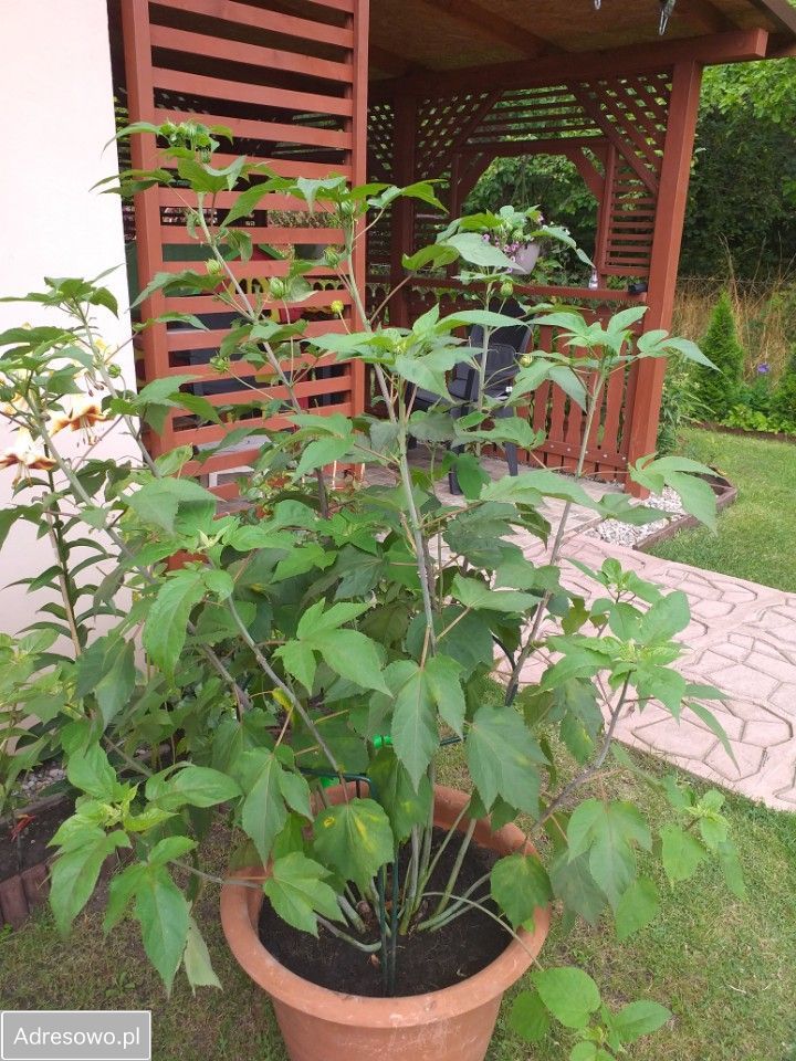 Działka rod Ząbki, ul. Skrajna. Zdjęcie 8