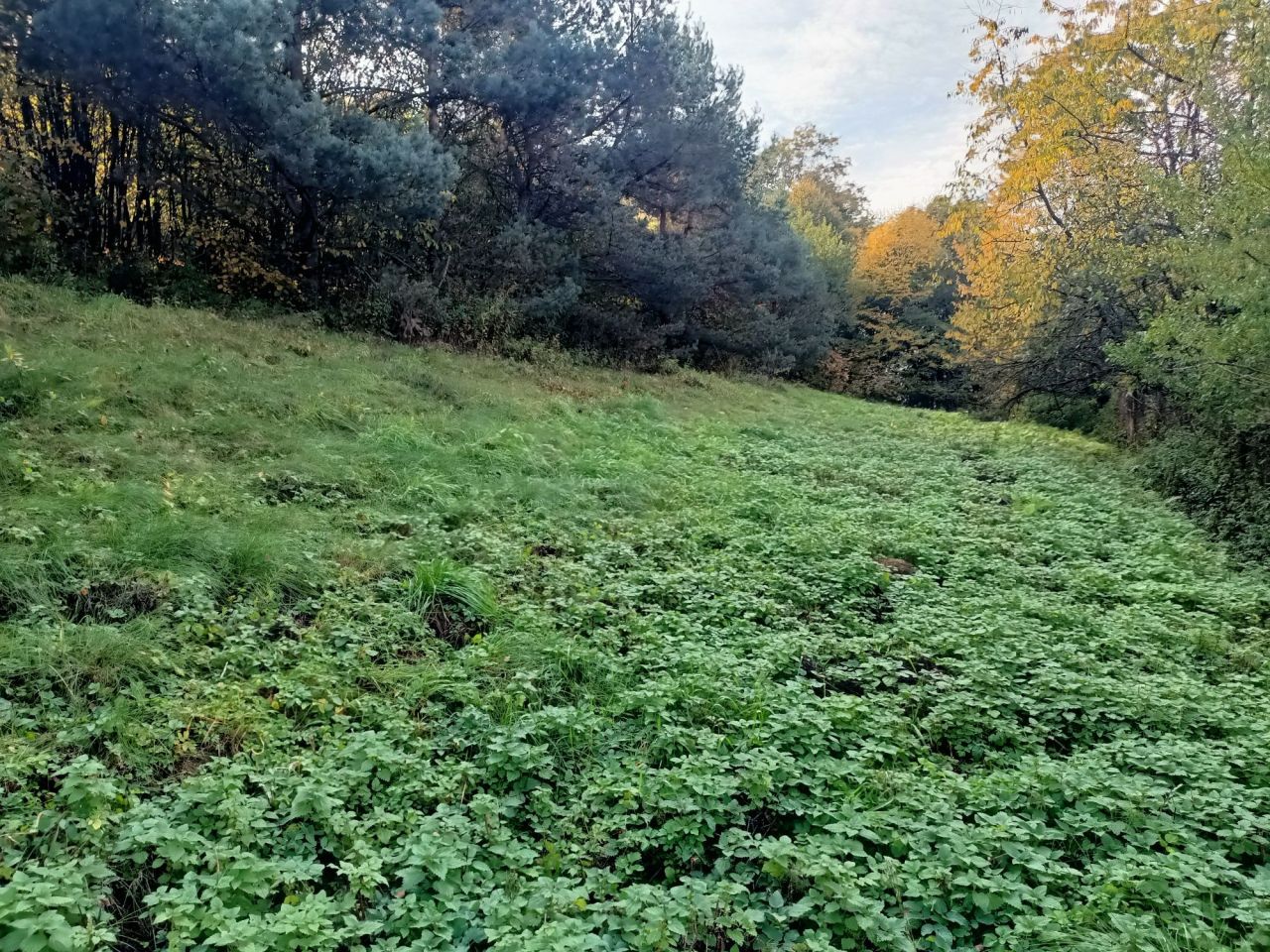 Działka budowlana Nowy Sącz, ul. Barska. Zdjęcie 4