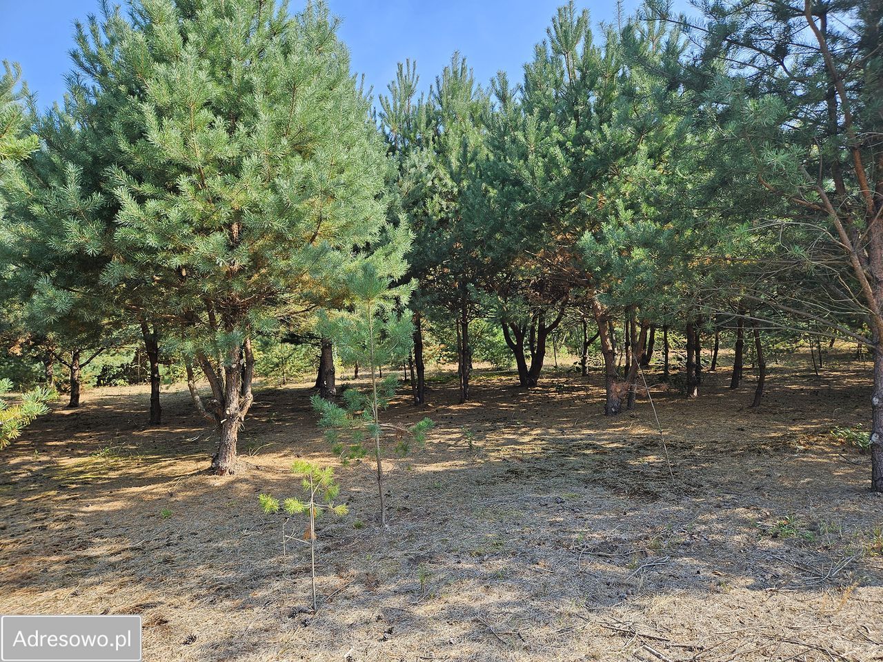 Działka budowlana Miedniewice. Zdjęcie 10