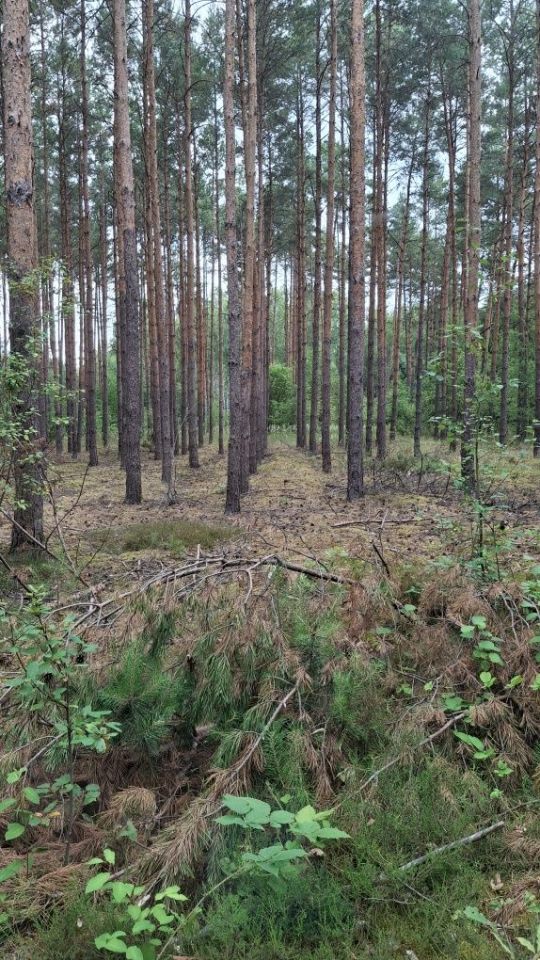 Działka inna Zarzęcin. Zdjęcie 2