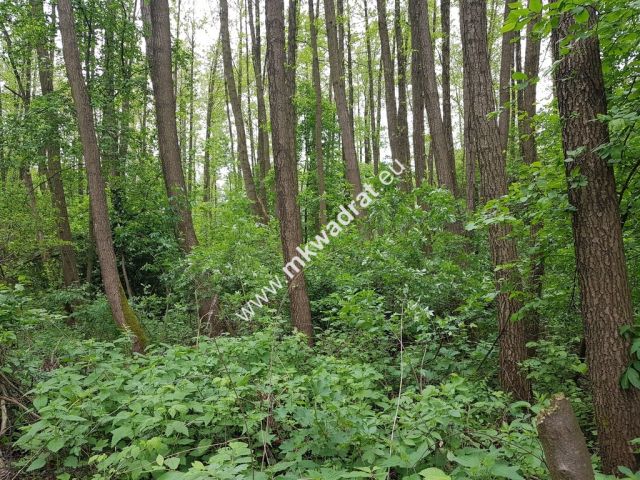 Działka rolna Korabiewice. Zdjęcie 5