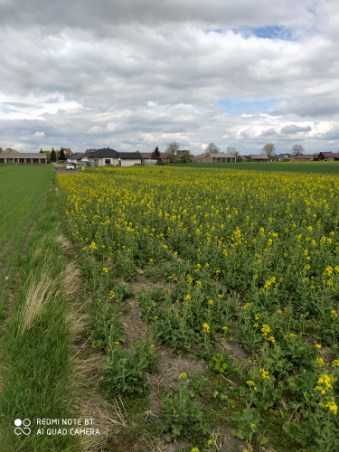 Działka budowlana Pniówek. Zdjęcie 7