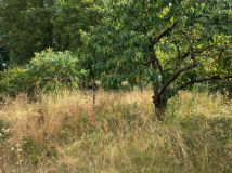 Działka rod Sulechów