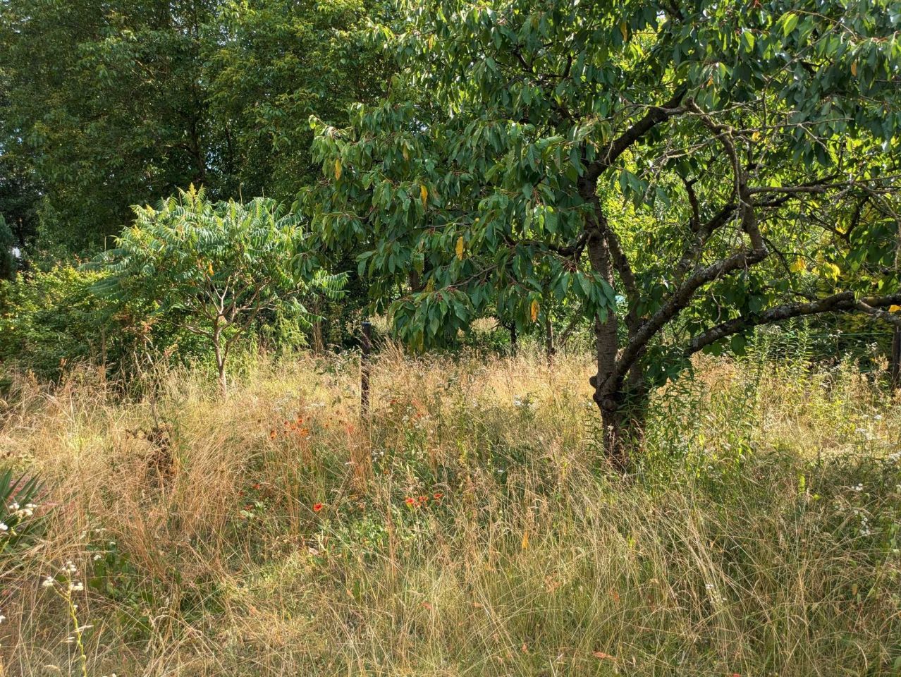 Działka rod Sulechów