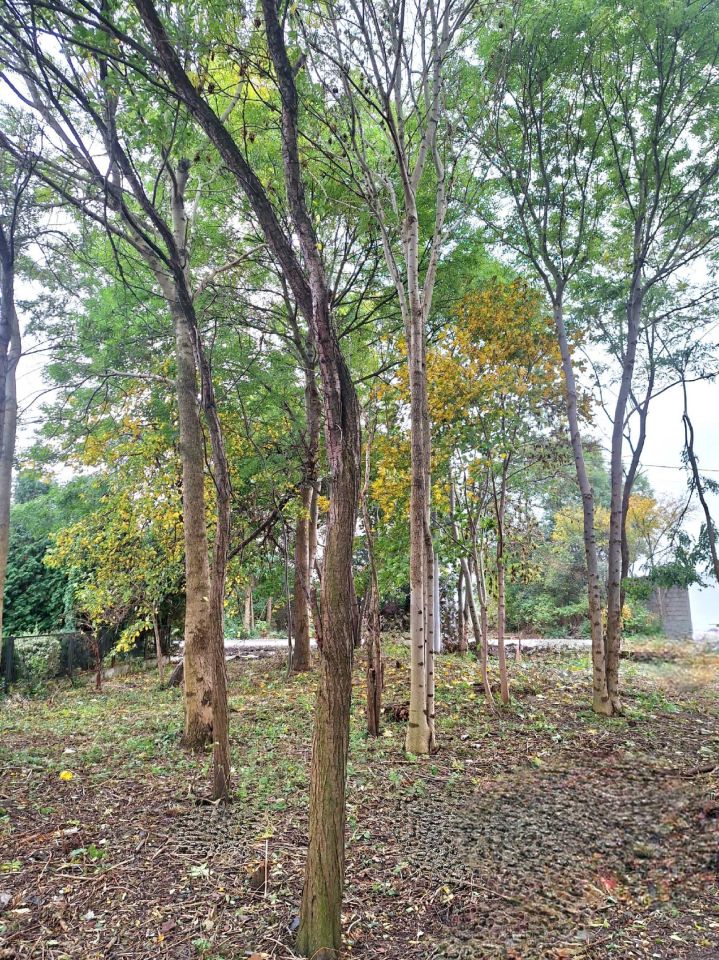 Działka budowlana Czechel. Zdjęcie 7