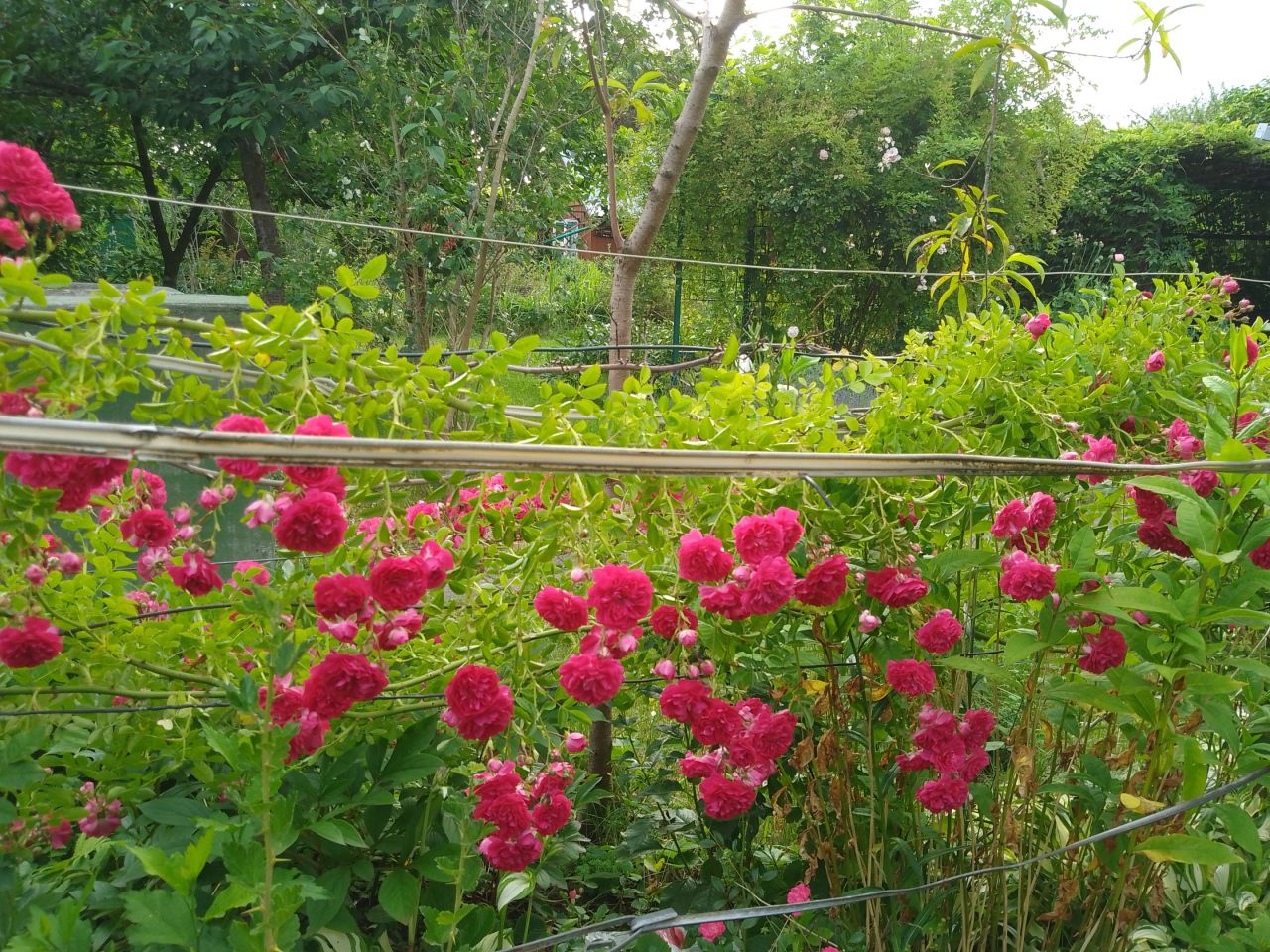 Działka rod Rzeszów Nowe Miasto, al. Niepodległości. Zdjęcie 8