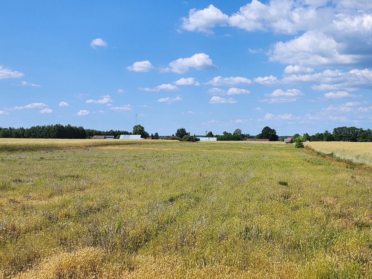 Działka rolna Joniec-Kolonia. Zdjęcie 4