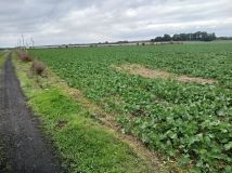 Działka budowlana Poniatowice. Zdjęcie 3