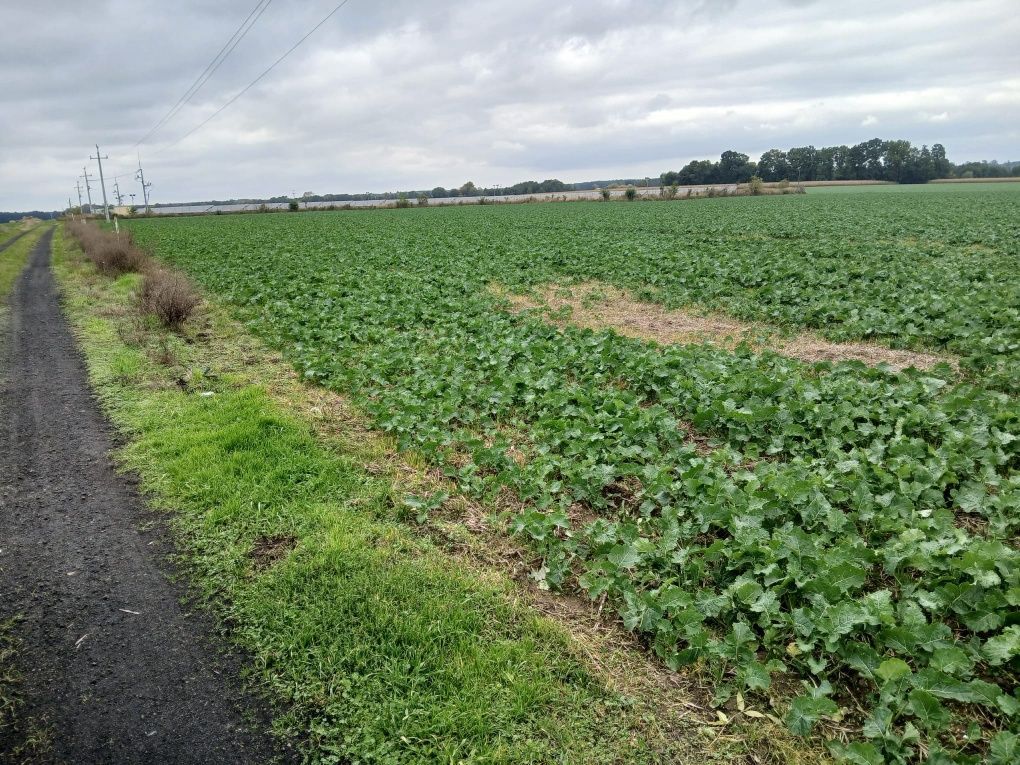 Działka budowlana Poniatowice. Zdjęcie 4