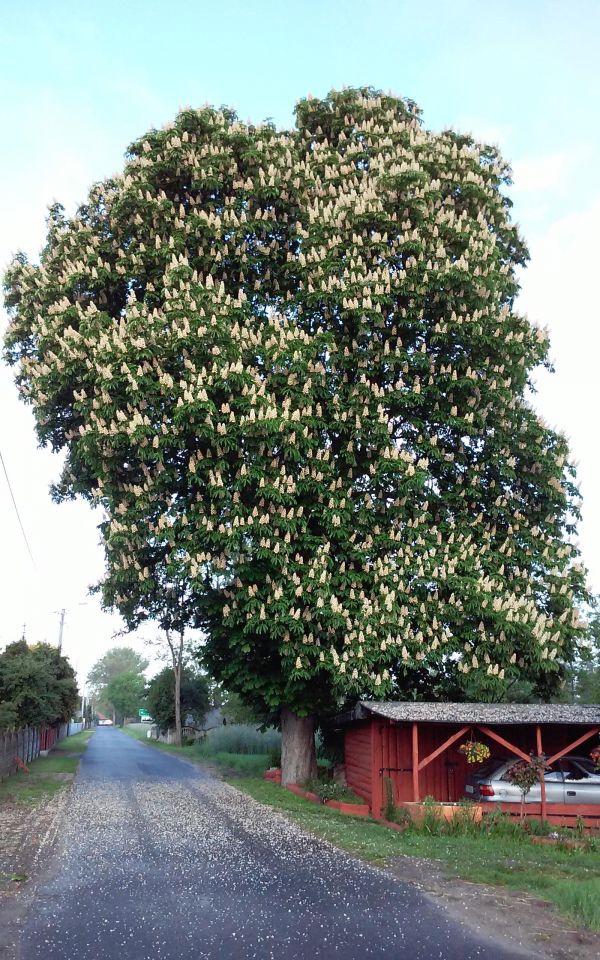 dom wolnostojący, 2 pokoje Myszaków. Zdjęcie 3