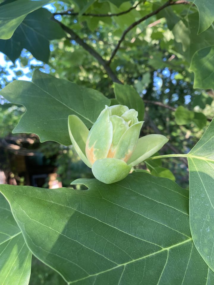 Działka rod Otwock Teklin, ul. Grunwaldzka. Zdjęcie 5