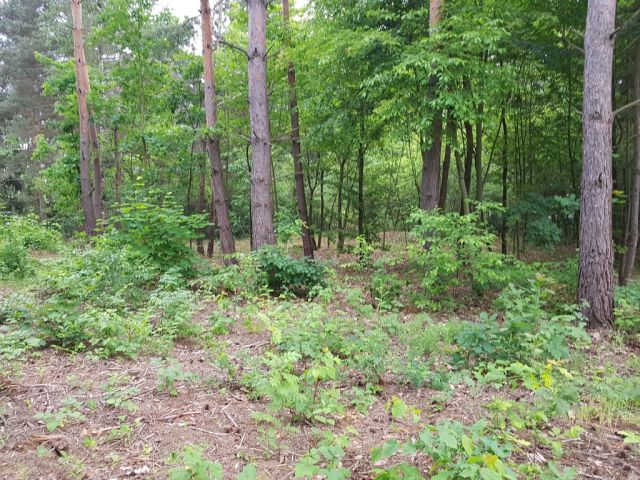 Działka budowlana Tartak Brzózki, ul. Letniskowa. Zdjęcie 2