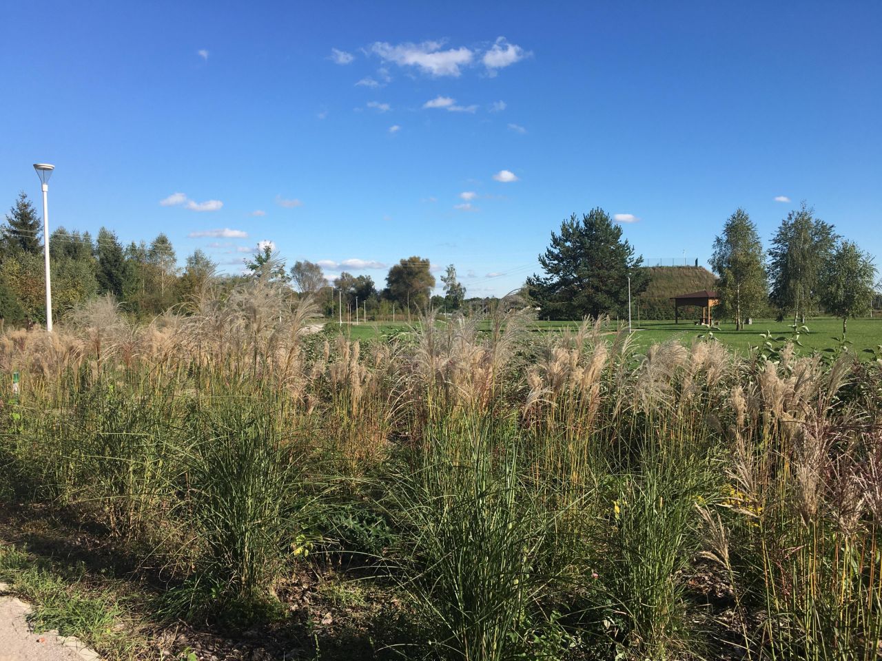 Działka rolna Żdżarki. Zdjęcie 18