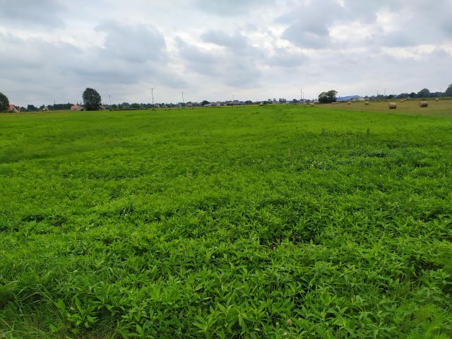 Działka inna Radzymin, ul. Leśna. Zdjęcie 1