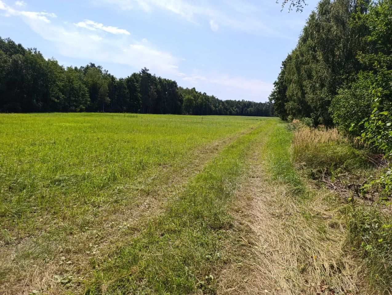 Działka rolna Grabowiec Stawiszcze. Zdjęcie 3