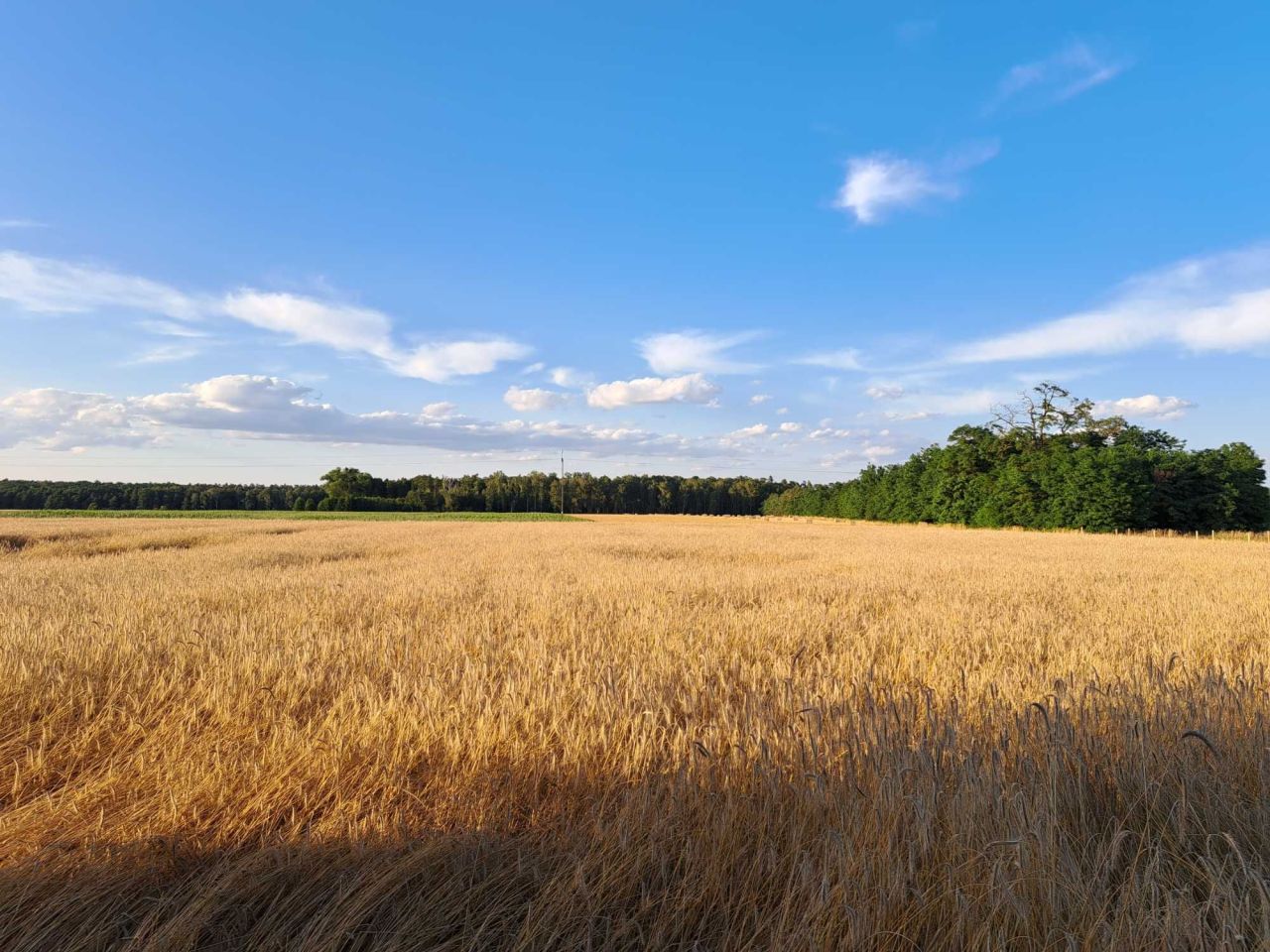 Działka inwestycyjna Brodniczka