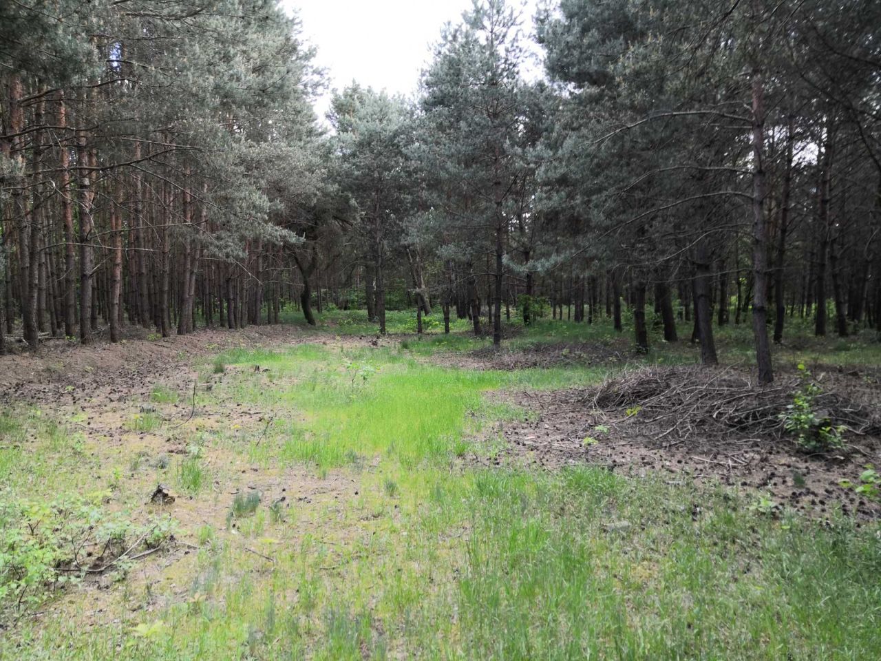 Działka budowlana Skierniewice, ul. Sosnowa