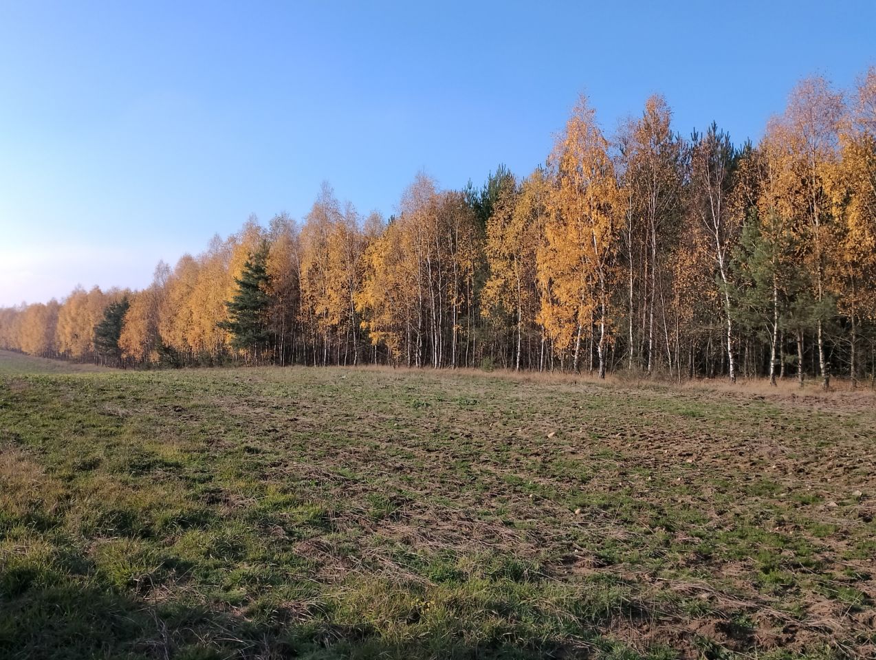 Działka leśna Grądy. Zdjęcie 4