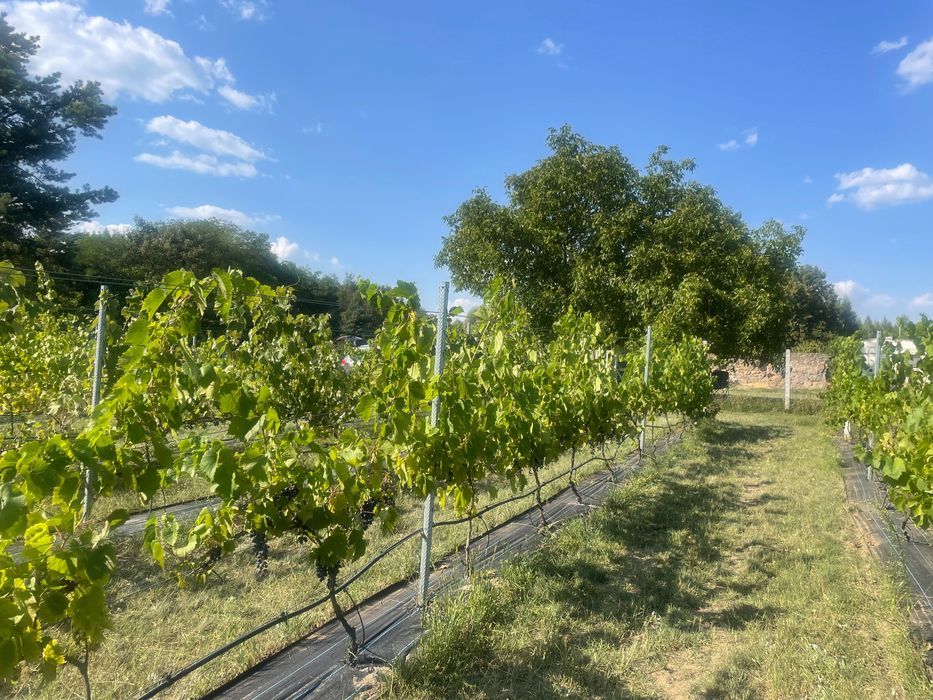 Działka budowlana Huta Jeżewska. Zdjęcie 6