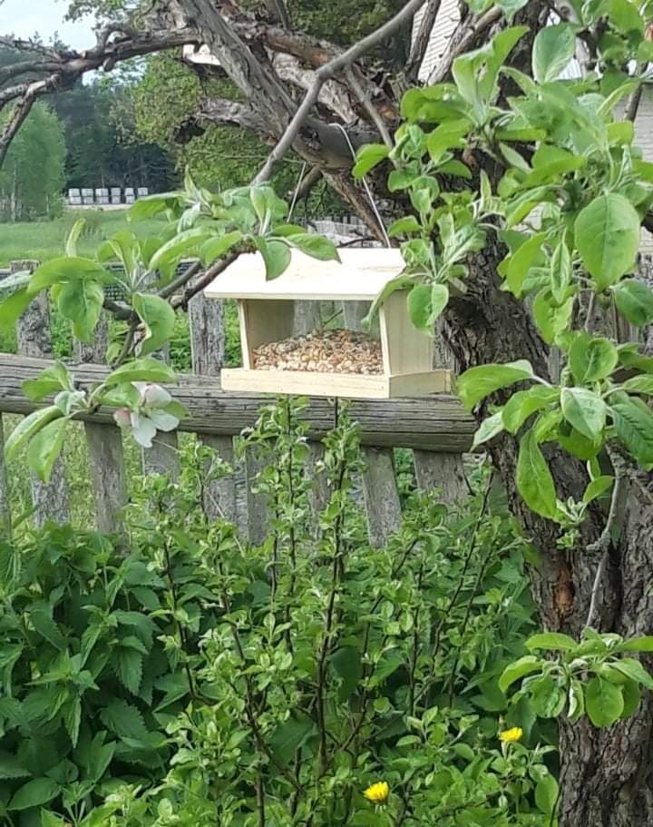 siedlisko, 2 pokoje Trześcianka. Zdjęcie 11