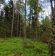 Działka leśna Lipowiec. Zdjęcie 1