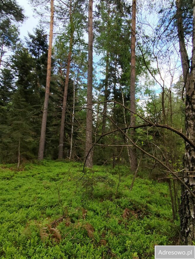 Działka leśna Lipowiec