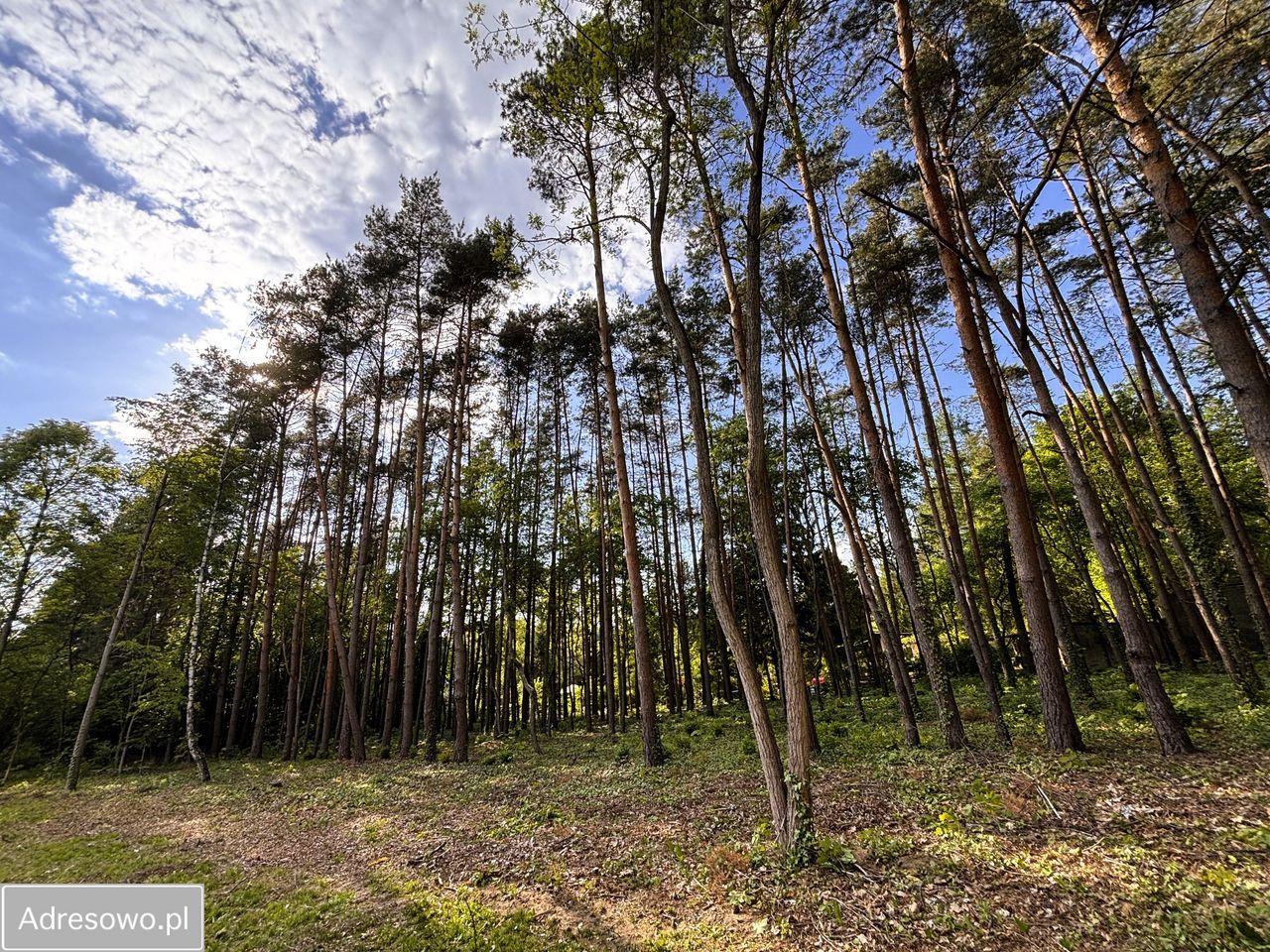 Działka budowlana Rydzynki, ul. Sadowa