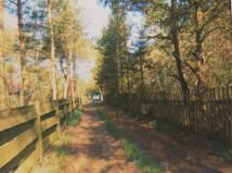 Działka leśna Moczalec. Zdjęcie 3