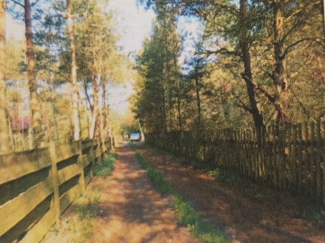 Działka leśna Moczalec. Zdjęcie 4