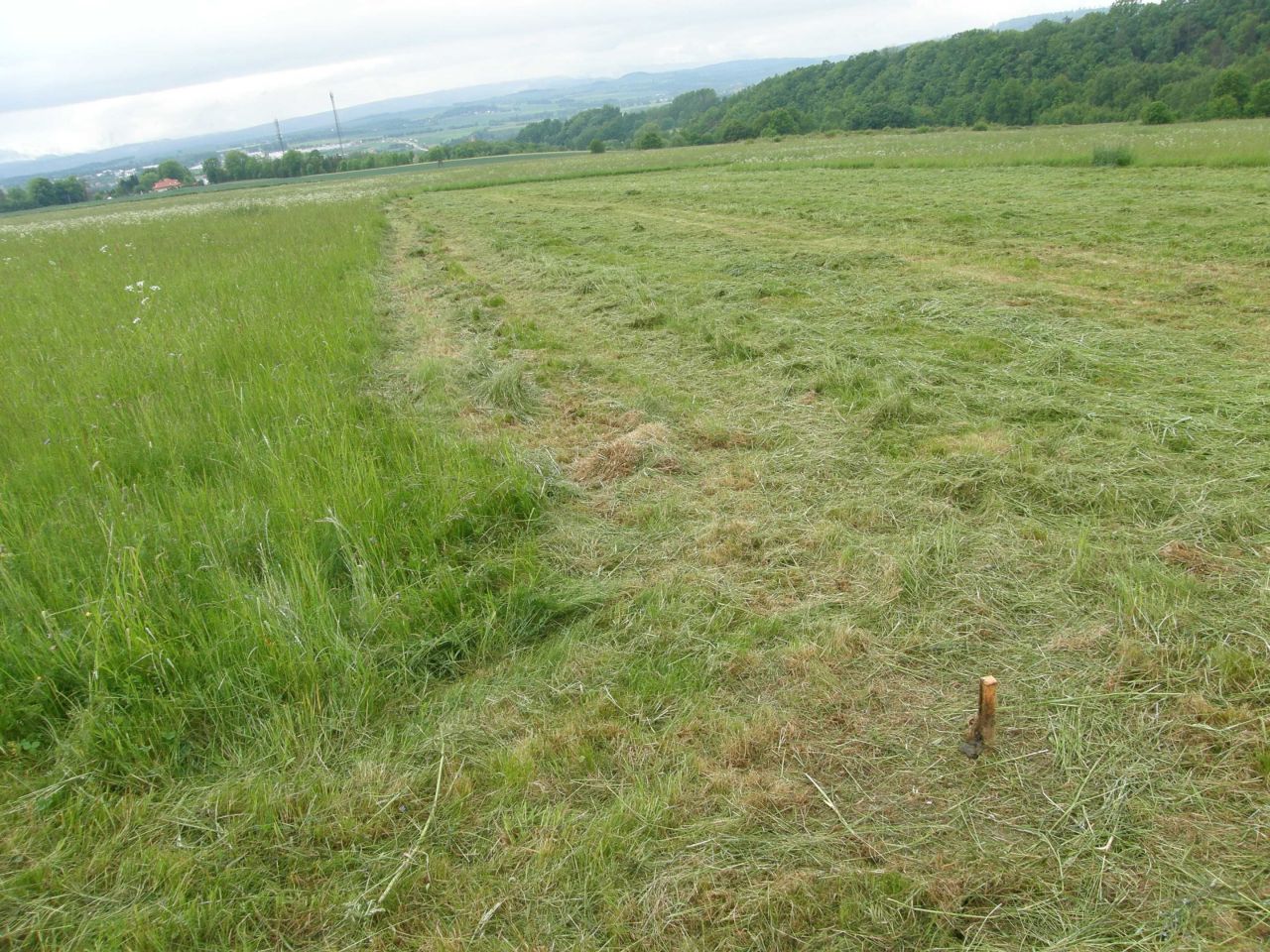 Działka budowlana Wojciechowice. Zdjęcie 4
