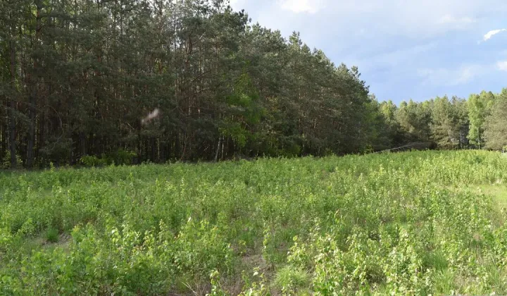 Działka rolna Pstrągi-Gniewoty