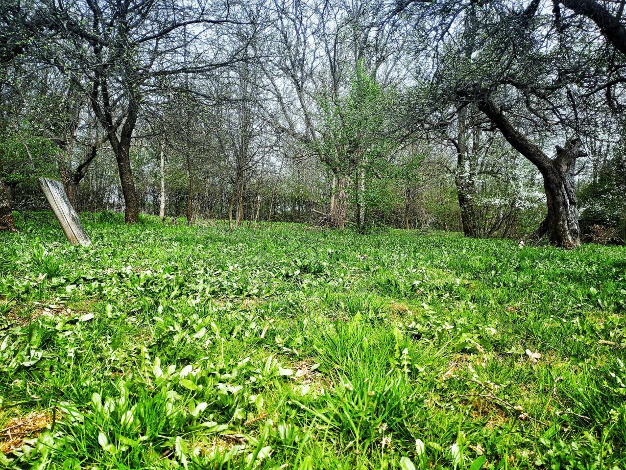 Działka budowlana Łańcut Przedmieście Górne, ul. Józefa Piłsudskiego. Zdjęcie 7