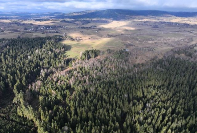 Działka rolna Czarna. Zdjęcie 2