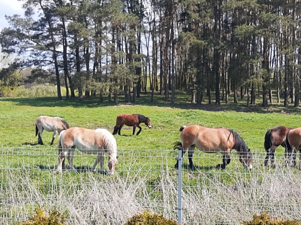 Działka rod Grudziądz, ul. Miłoleśna. Zdjęcie 7