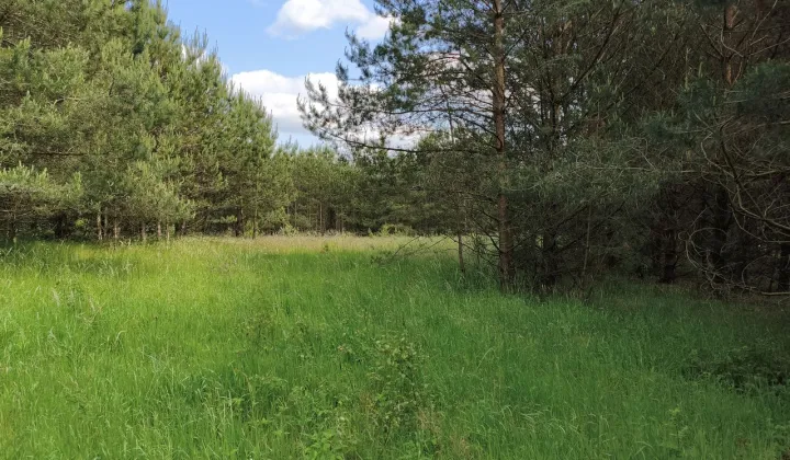 Działka rolna Skorzewo