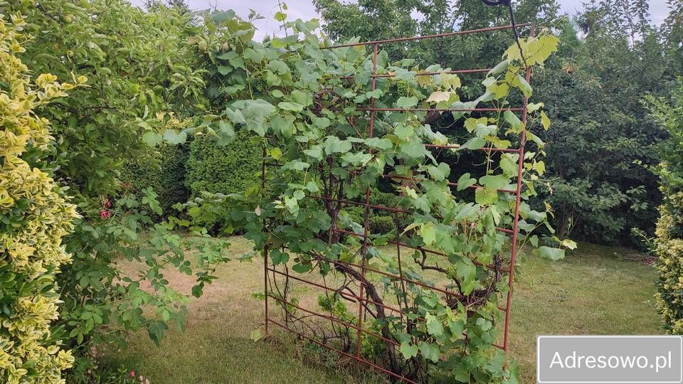 Działka rod Rumin. Zdjęcie 5