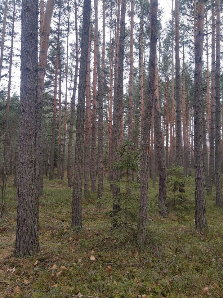 Działka leśna Ciężkowice. Zdjęcie 2