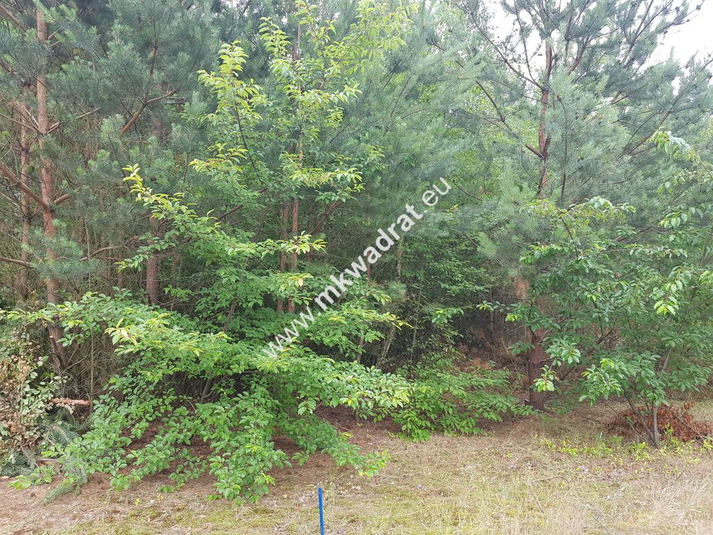 Działka budowlana Musuły. Zdjęcie 1