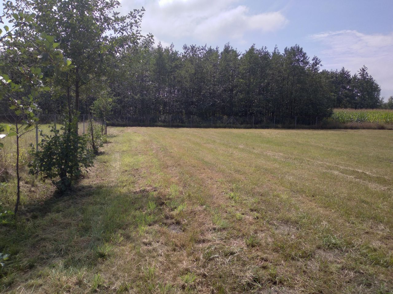 Działka rolno-budowlana Lubasz. Zdjęcie 8