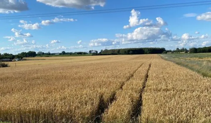 Działka rolna Łysomice, ul. Długa