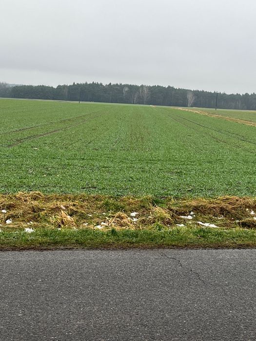 Działka rolna Grabina Wielka. Zdjęcie 2