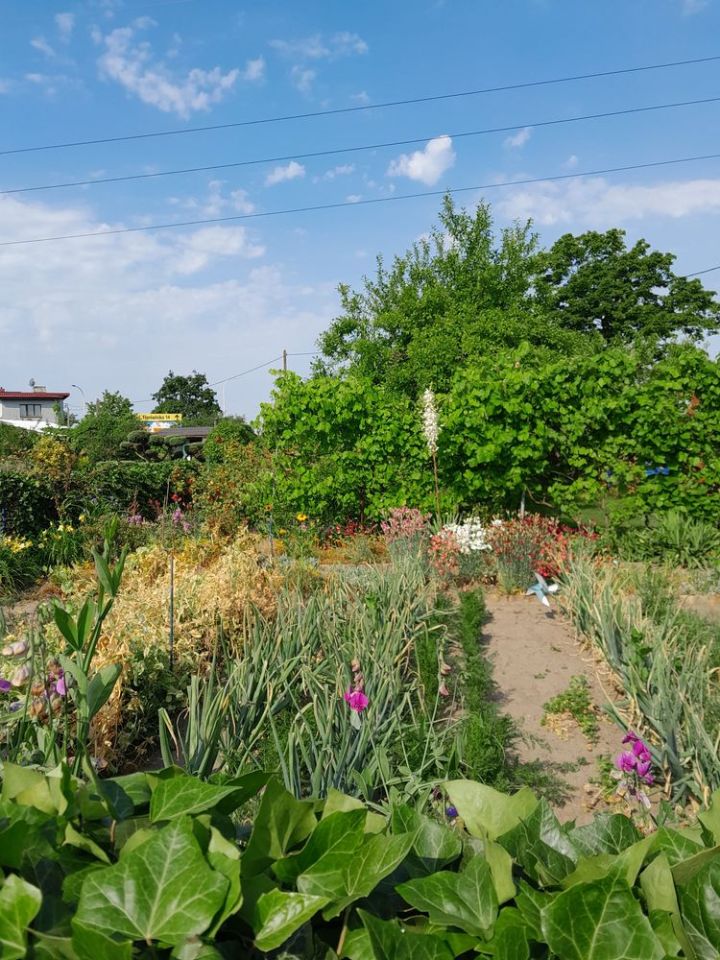 Działka rod Krotoszyn, ul. Raszkowska. Zdjęcie 3