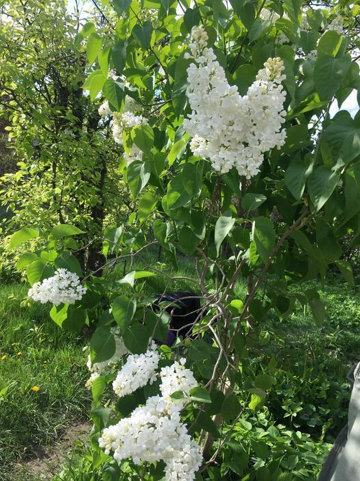 Działka rod Warszawa Wawer. Zdjęcie 2