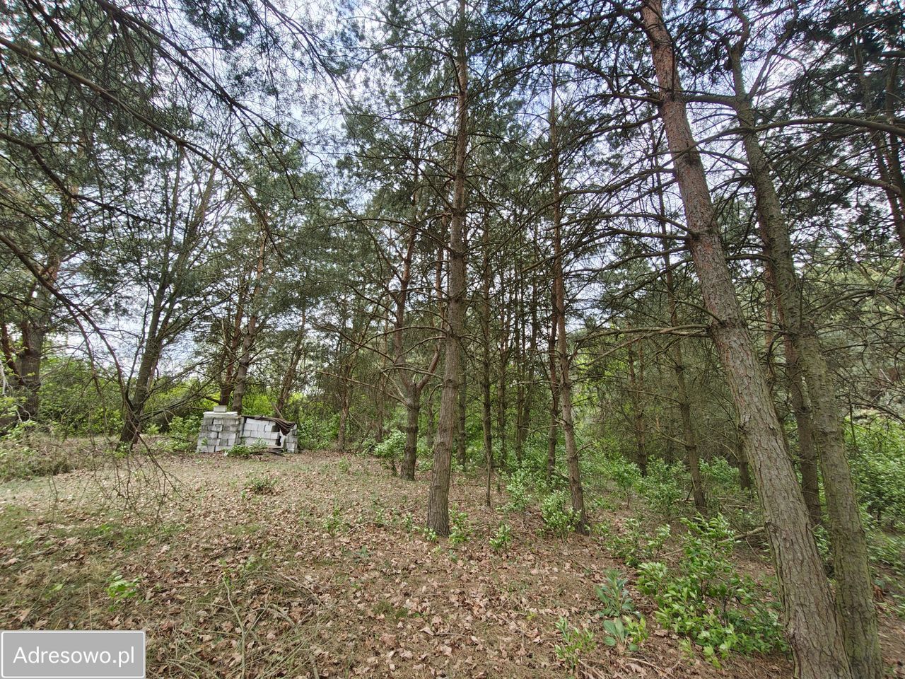 Działka budowlana Elgiszewo. Zdjęcie 6