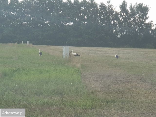 Działka budowlana Drewnica. Zdjęcie 1