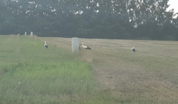 Działka budowlana Drewnica