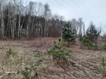 Działka rolno-budowlana Zakręt, ul. Podgórna. Zdjęcie 4