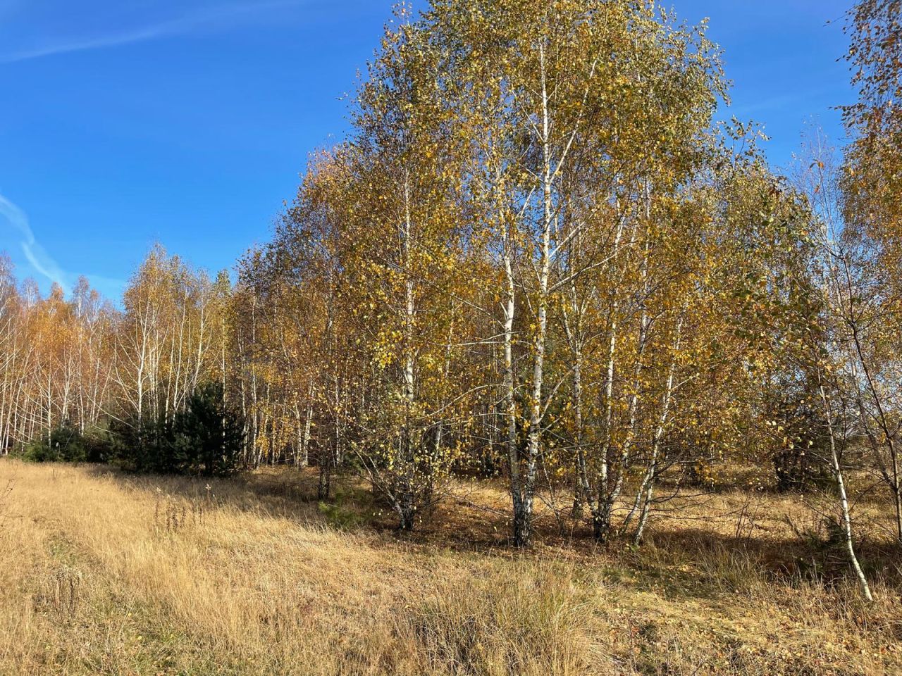 Działka budowlana Iwowe. Zdjęcie 11