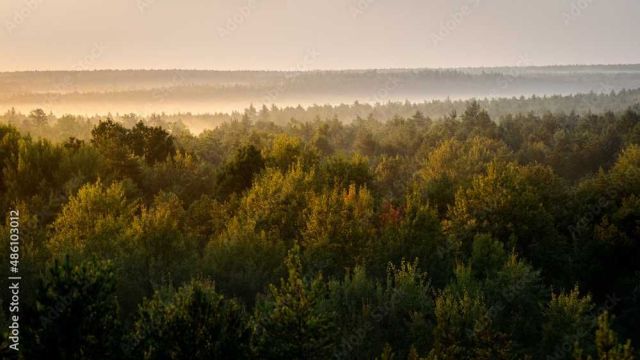 Działka leśna Holendry. Zdjęcie 1